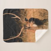 幼生生物 |バンダーブル国立公園 シェルパブランケット (正面(横))