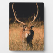 幼生生物 |バンダーブル国立公園 フォトプラーク (正面)