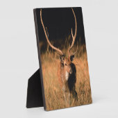 幼生生物 |バンダーブル国立公園 フォトプラーク (側面)