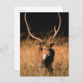 幼生生物 |バンダーブル国立公園 ポストカード (正面/裏面)