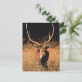 幼生生物 |バンダーブル国立公園 ポストカード (スタンド正面)