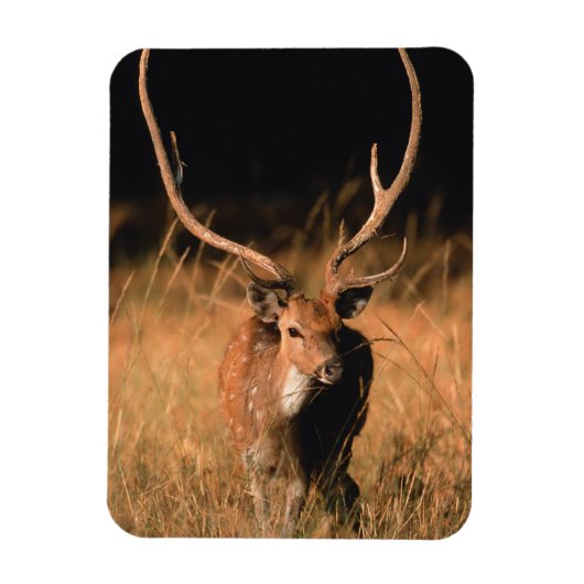 幼生生物 |バンダーブル国立公園 マグネット (縦)