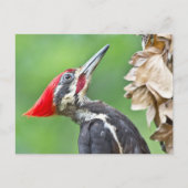 幼稚園のキツネギフトアパレル ポストカード (正面)