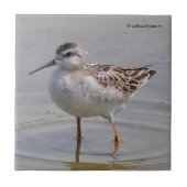 幼若ウィルソンのファラループ タイル (正面)