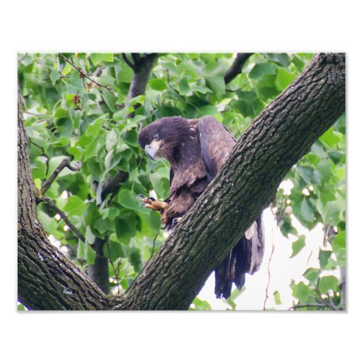 幼若頭のワシ フォトプリント            (正面)