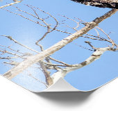 幼若頭のワシ フォトプリント            (角)