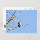 幼若頭のワシ ポストカード (正面/裏面)