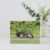 幼若頭のワシ ポストカード (スタンド正面)