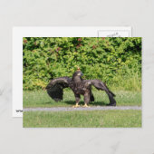 幼若頭のワシ ポストカード (正面/裏面)