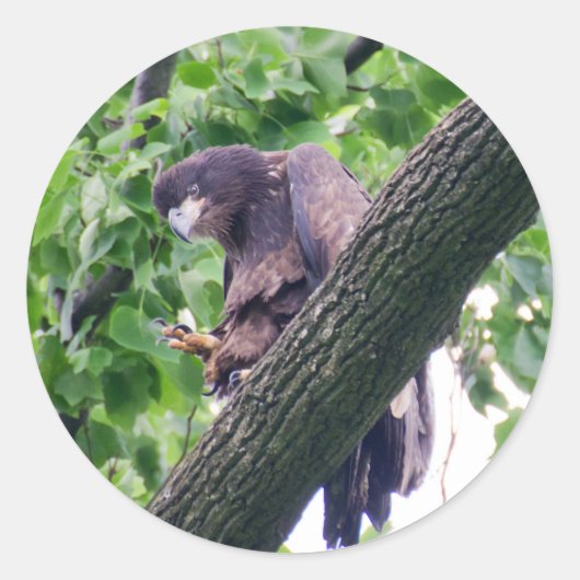 幼若頭のワシ ラウンドシール (正面)