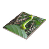 幼虫 タイル (側面)