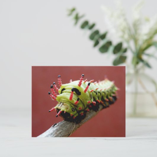 幼虫 ポストカード (スタンド正面)