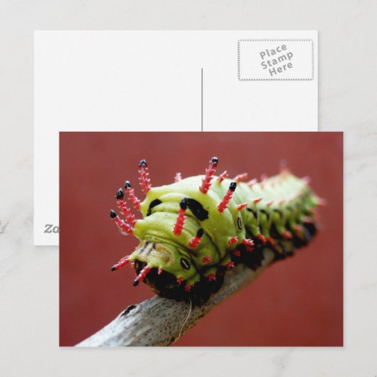 幼虫 ポストカード (正面/裏面)
