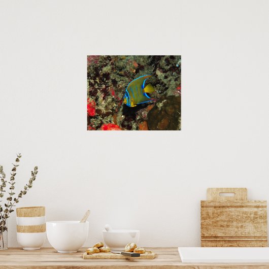 幼魚 ポスター (キッチン)