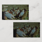 幽霊のカニ 名刺 (正面/裏面)