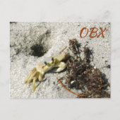 幽霊カニOBX NC写真 ポストカード (正面)