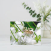 幽霊スパイダー(Anyphaenid?)はがき ポストカード (スタンド正面)