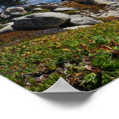 幽霊ツリー – 風光明媚な17マイルドライブ#2ポスター ポスター (角)