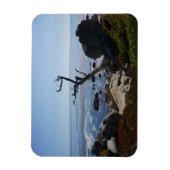 幽霊ツリー – 風光明媚な17マイル駆動フォトマグネット マグネット (縦)