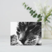 幽霊猫 ポストカード (スタンド正面)