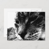 幽霊猫 ポストカード (正面/裏面)