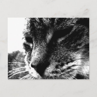 幽霊猫 ポストカード