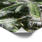 幾何学的野生植物 ポスター (コーナー)