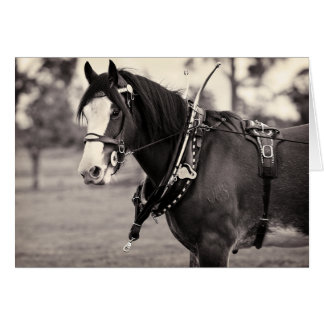 幾日によってClydesdaleの行く-馬