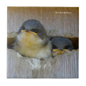 広い世界を見るツバメの木 タイル (正面)