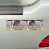 広い草原の付けられた耳を搭載する白い牛 バンパーステッカー (車上)