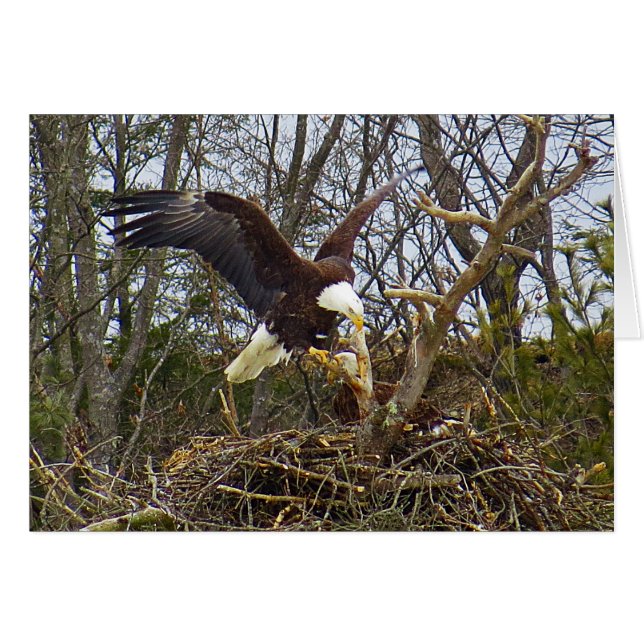 広がりワシ (正面横)