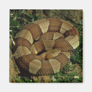 広バンドを付けられたcopperheadのヘビの冷蔵庫用マグネット マグネット