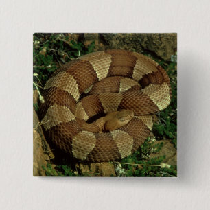 広バンドを付けられたcopperheadのヘビのpinbackボタン 缶バッジ
