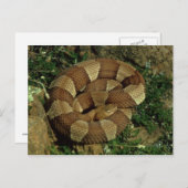 広縞模様のオカギヘビ葉書 ポストカード (正面/裏面)