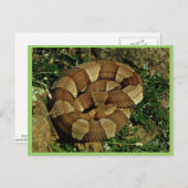 広縞模様の銅板 ポストカード (正面/裏面)