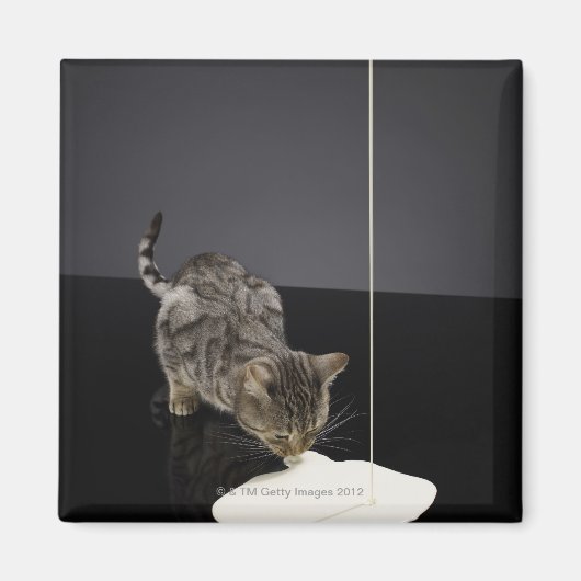 床からシルバータブ猫のクリームを飲む マグネット (正面)