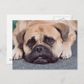 床に横たわる犬 ポストカード (正面/裏面)