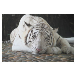 床に横たわる疲れたベンガルの白い虎 メタルプリント