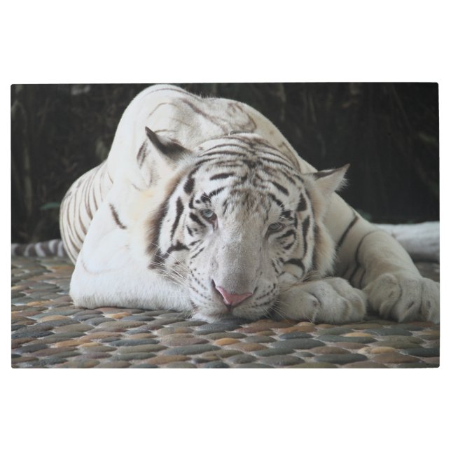 床に横たわる疲れたベンガルの白い虎 メタルプリント (正面)
