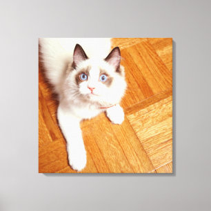床、高い眺めのRagdoll猫 キャンバスプリント