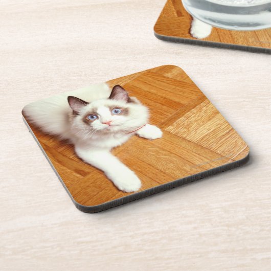 床、高い眺めのRagdoll猫 コースター (左側)