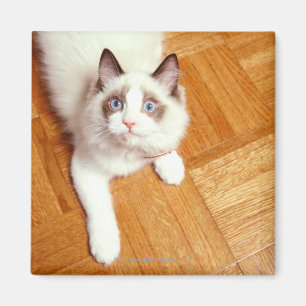 床、高い眺めのRagdoll猫 マグネット