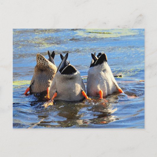 底を上げろ! ポストカード (正面)