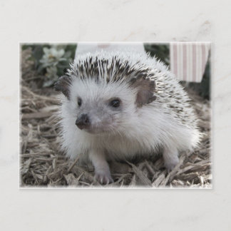 座かわいらしる ポストカード