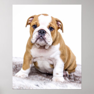 座っているかわいいブルドッグの子犬 ポスター