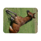 座っているアラブの敵 マグネット (横)