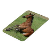 座っているアラブの敵 マグネット (左側)