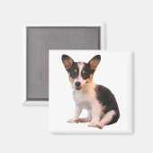 座ってカーディガンウェルシュコーギー子犬 マグネット (正面/裏面)