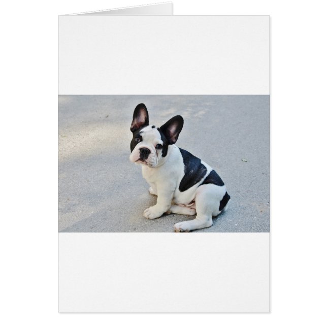 座っフランスのたブルドッグ (正面)