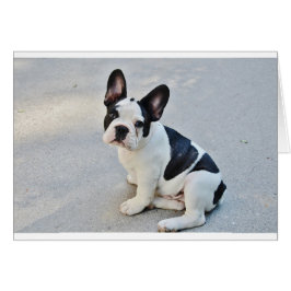 座っフランスのたブルドッグ